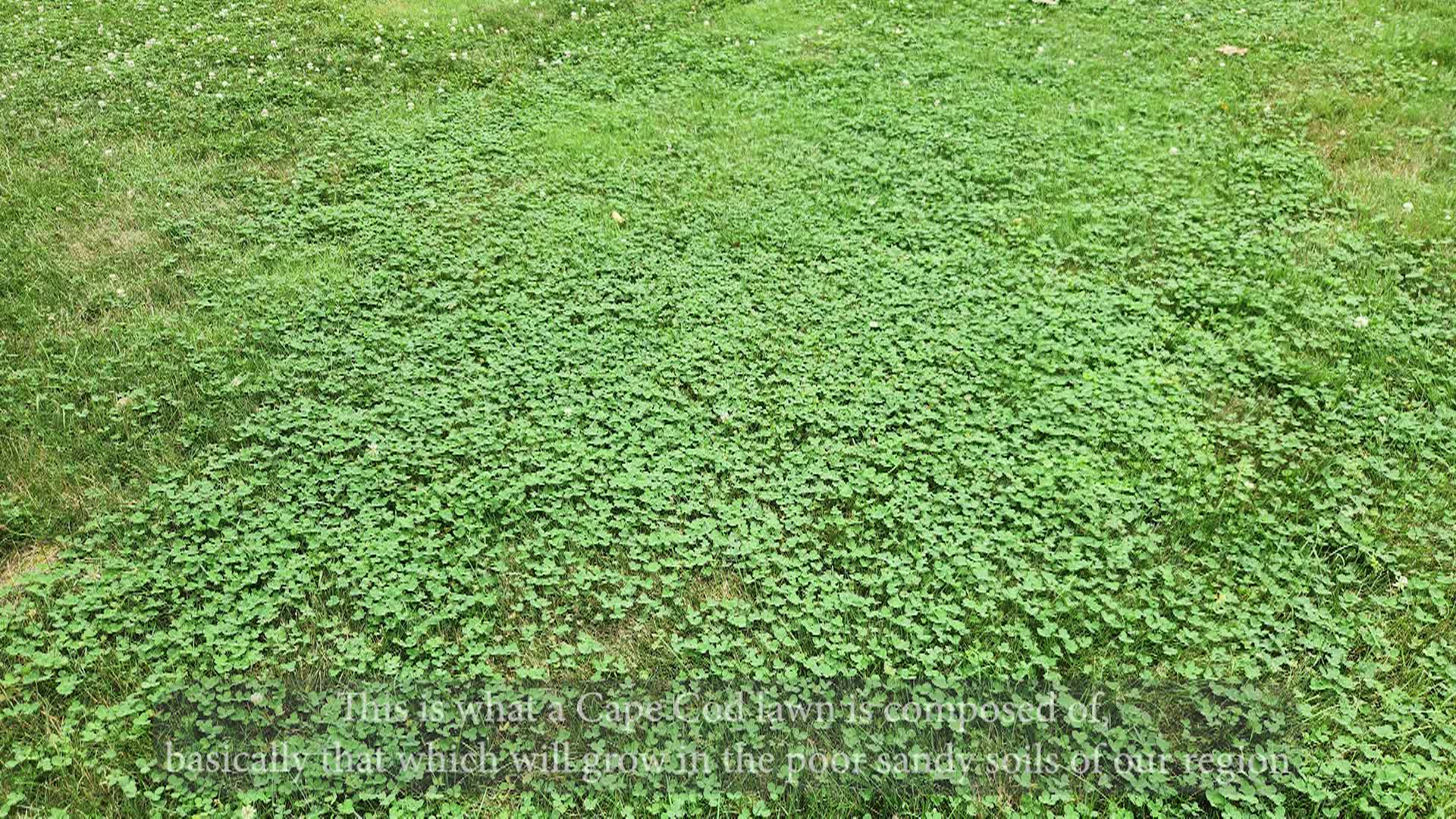 Thumbnail image for Association to Preserve Cape Cod - Cape Cod Lawns PSA