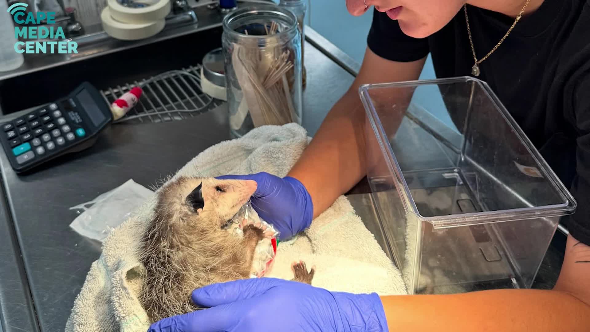 Cape Wildlife Center