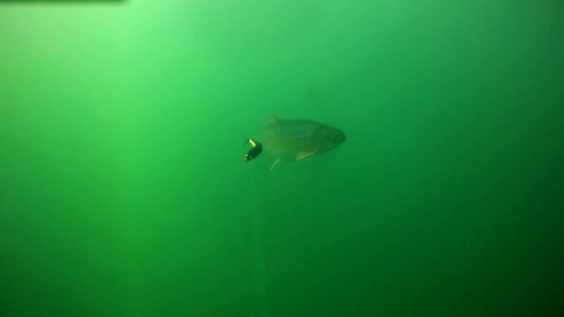 Cape Cod Fishing-Underwater Footage of Trout Fishing with Lures