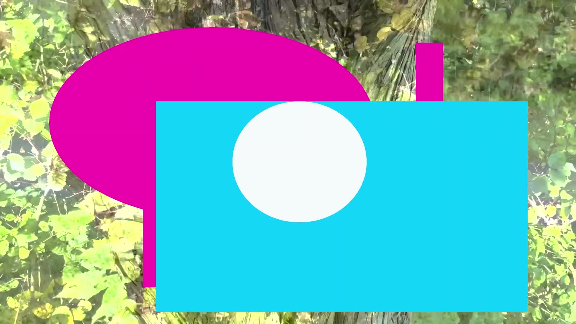 Thumbnail image for Trees 7000 SHAPES - A Short Film by Denny Camino